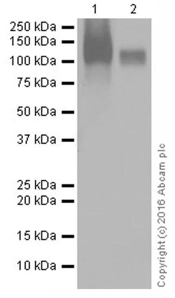 Western blot - Anti-UMOD antibody [EPR20071] - BSA and Azide free (AB223540)