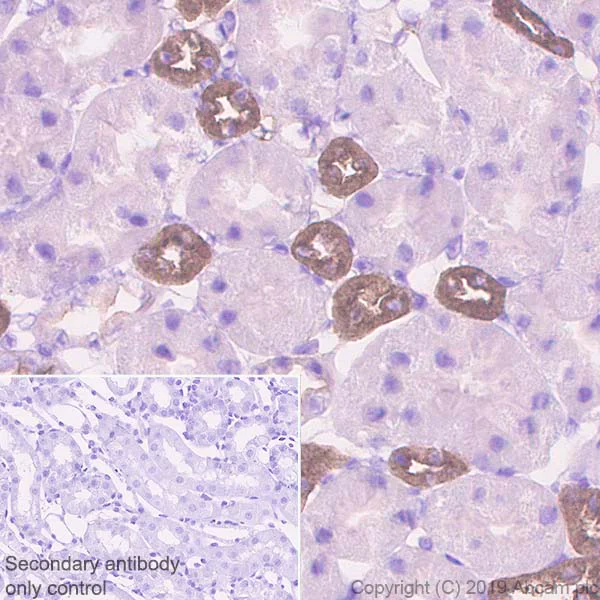 Immunohistochemistry (Formalin/PFA-fixed paraffin-embedded sections) - Anti-UMOD antibody [EPR22887-217] (AB255825)