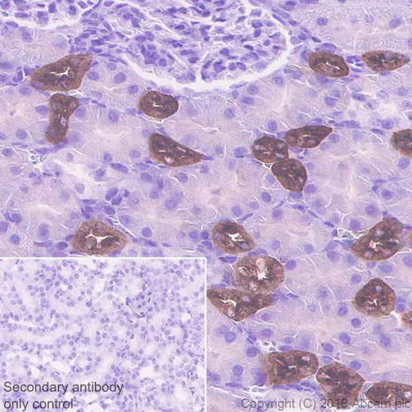 Immunohistochemistry (Formalin/PFA-fixed paraffin-embedded sections) - Anti-UMOD antibody [EPR22887-217] (AB255825)
