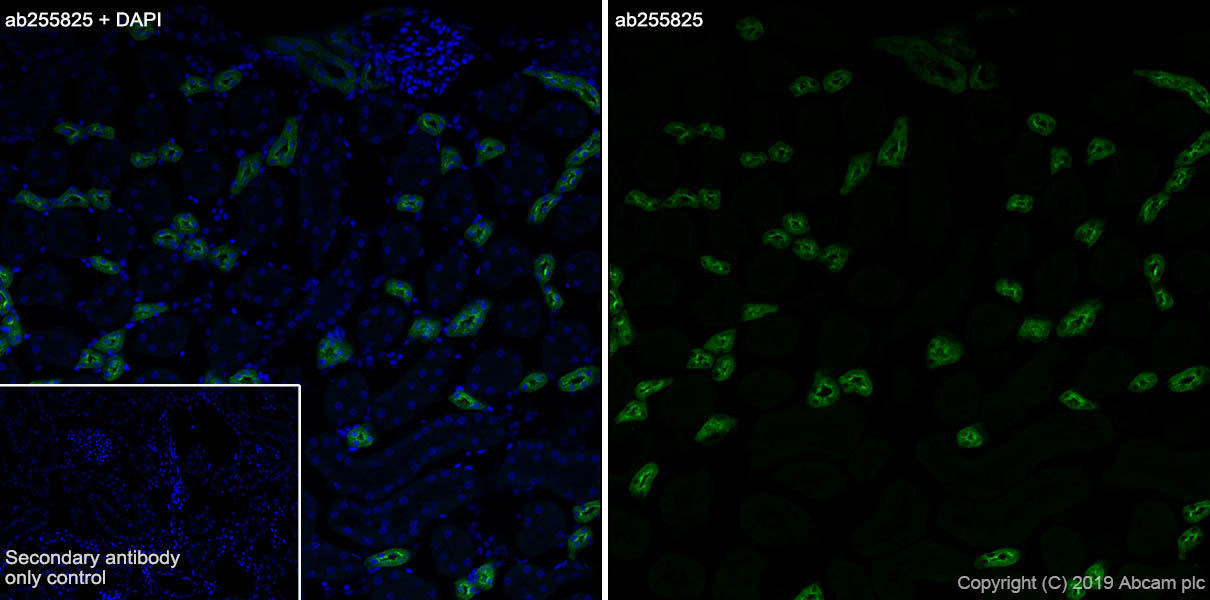 Immunohistochemistry (Frozen sections) - Anti-UMOD antibody [EPR22887-217] (AB255825), expandable thumbnail