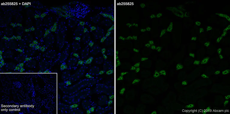 Immunohistochemistry (Frozen sections) - Anti-UMOD antibody [EPR22887-217] (AB255825)