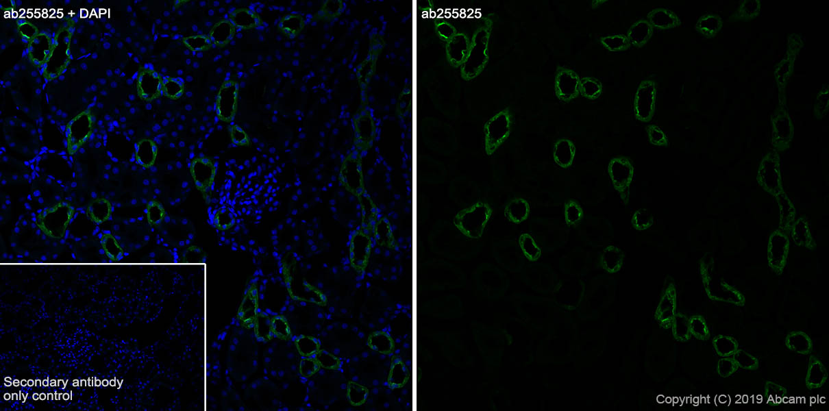 Immunohistochemistry (Frozen sections) - Anti-UMOD antibody [EPR22887-217] (AB255825), expandable thumbnail