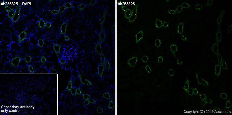 Immunohistochemistry (Frozen sections) - Anti-UMOD antibody [EPR22887-217] (AB255825)