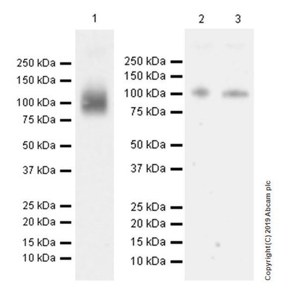 Western blot - Anti-UMOD antibody [EPR22887-217] (AB255825), expandable thumbnail