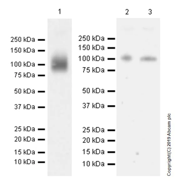Western blot - Anti-UMOD antibody [EPR22887-217] (AB255825)