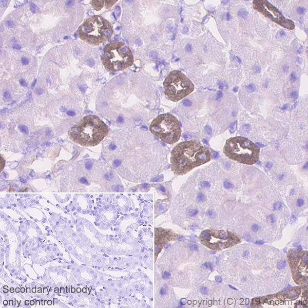 Immunohistochemistry (Formalin/PFA-fixed paraffin-embedded sections) - Anti-UMOD antibody [EPR22887-217] - BSA and Azide free (AB256473)