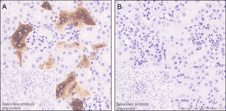 Immunohistochemistry (Formalin/PFA-fixed paraffin-embedded sections) - Anti-UMOD antibody [EPR22887-217] - BSA and Azide free (AB256473)