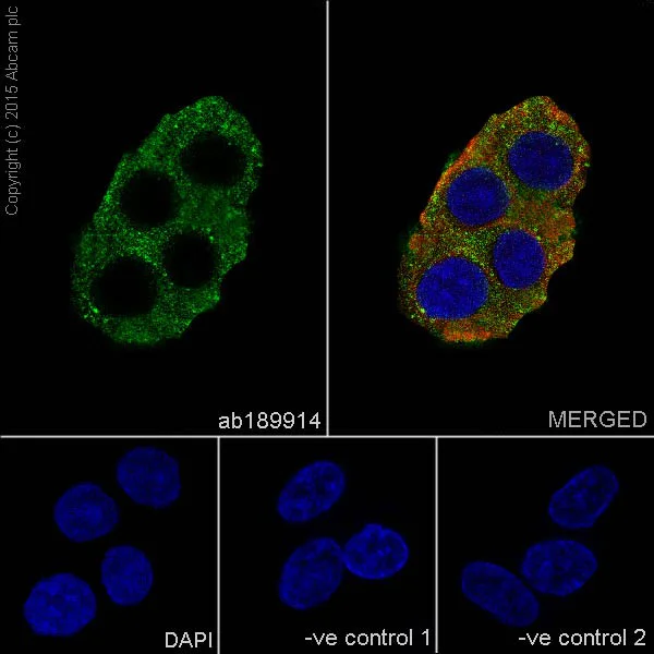 Immunocytochemistry/ Immunofluorescence - Anti-UNC5B antibody [EPR18439] - BSA and Azide free (AB251002)