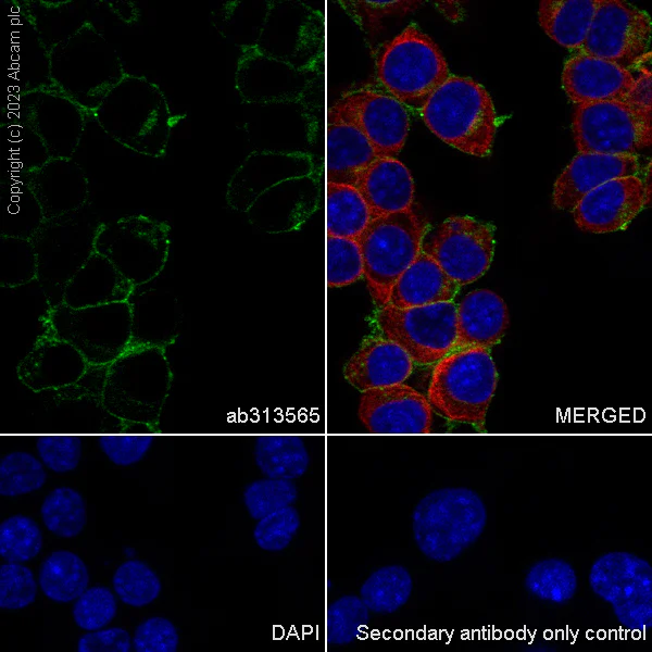 Immunocytochemistry/ Immunofluorescence - Anti-UNC5B antibody [EPR26173-186] - BSA and Azide free (AB313566)