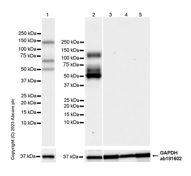 Western blot - Anti-UNC5B antibody [EPR26173-186] - BSA and Azide free (AB313566)