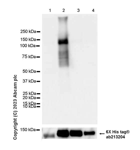 Western blot - Anti-UNC5B antibody [EPR26173-186] - BSA and Azide free (AB313566)
