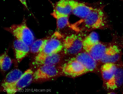 Immunocytochemistry/ Immunofluorescence - Anti-UNC5B antibody [Guido-1] (AB54430), expandable thumbnail