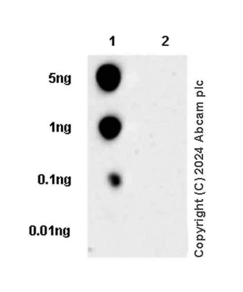 Dot Blot - Anti-UNG2 antibody [EPR29004-78] - BSA and Azide free (AB318983)