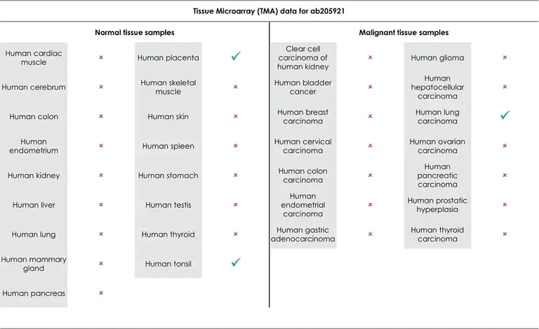 Immunohistochemistry (Formalin/PFA-fixed paraffin-embedded sections) - Universal HIER antigen retrieval reagent (10X) (AB208572)