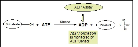 Universal Kinase Assay Kit (Fluorometric) (ab138879) | Abcam
