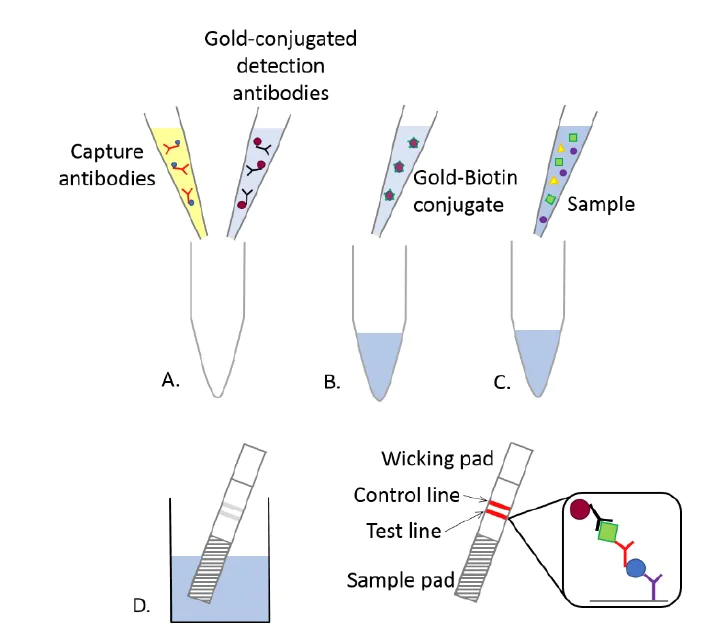 Schematic Diagram - Universal Lateral Flow Assay Kit (AB270537)
