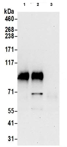 Immunoprecipitation - Anti-UNK unkempt antibody (AB205021)