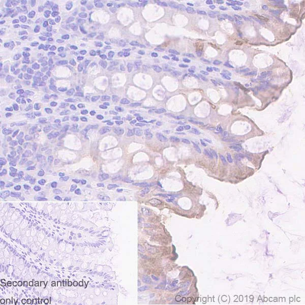 Immunohistochemistry (Formalin/PFA-fixed paraffin-embedded sections) - Anti-UNQ511 antibody [EPR23557-128] (AB270397)