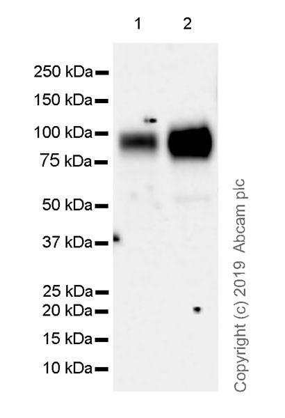Western blot - Anti-UNQ511 antibody [EPR23557-128] (AB270397), expandable thumbnail