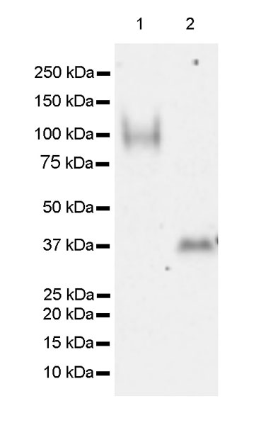 Western blot - Anti-UNQ511 antibody [EPR23557-128] (AB270397), expandable thumbnail