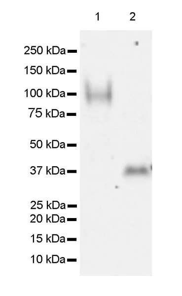 Western blot - Anti-UNQ511 antibody [EPR23557-128] (AB270397)