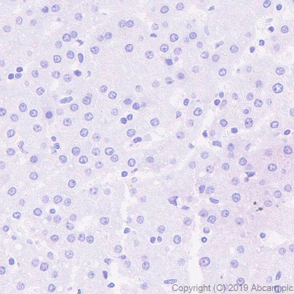 Immunohistochemistry (Formalin/PFA-fixed paraffin-embedded sections) - Anti-UNQ511 antibody [EPR23557-128] - BSA and Azide free (AB270402)