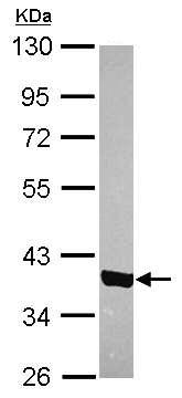 Western blot - Anti-Unrip antibody (AB102001), expandable thumbnail