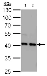 Western blot - Anti-Unrip antibody (AB102001)