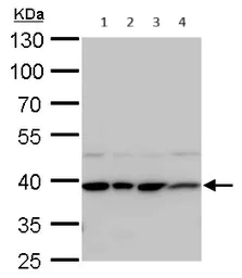 Western blot - Anti-Unrip antibody (AB102001)