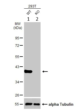 Western blot - Anti-Unrip antibody (AB102001)