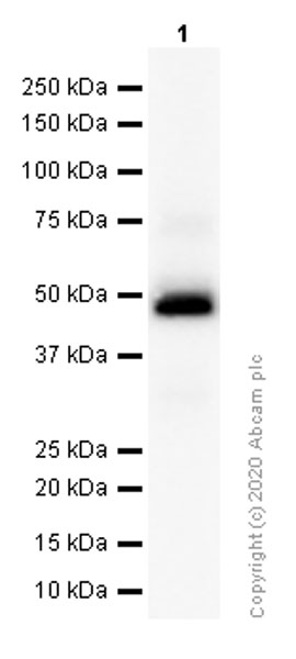 Western blot - Anti-uPA antibody [EP6274(2)] (AB169754), expandable thumbnail