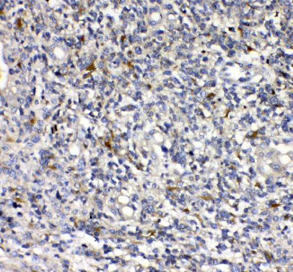 Dostlar fotosuratlar yozmoqda Ikki xoroz bir vaqtning ozida mushukning ichiga kiradi