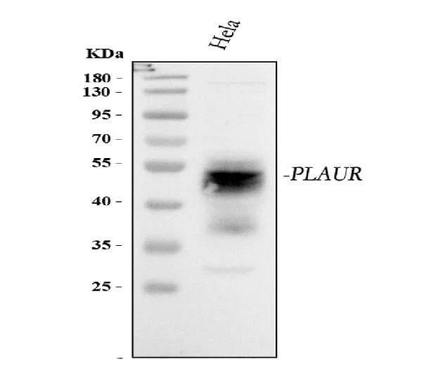 Yogli va bemani fotosuratlar Katta kokrak uchlari bilan lezbiyen video