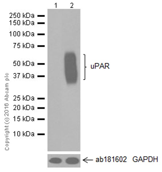 Western blot - Anti-uPA Receptor/U-PAR antibody [EPR20191] (AB218106), expandable thumbnail