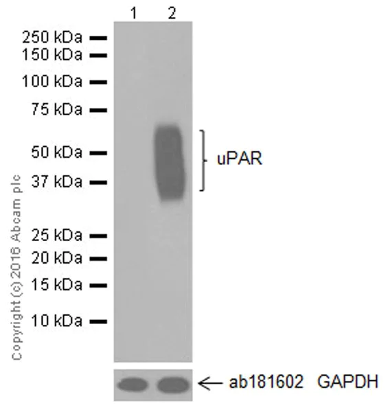 Western blot - Anti-uPA Receptor/U-PAR antibody [EPR20191] - BSA and Azide free (AB251557)