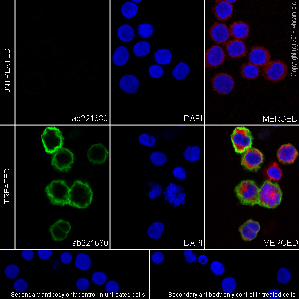 Immunocytochemistry/ Immunofluorescence - Anti-uPA Receptor/U-PAR antibody [EPR22173-257] (AB221680), expandable thumbnail