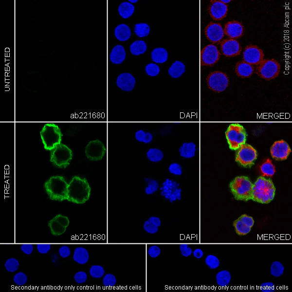 Immunocytochemistry/ Immunofluorescence - Anti-uPA Receptor/U-PAR antibody [EPR22173-257] (AB221680)