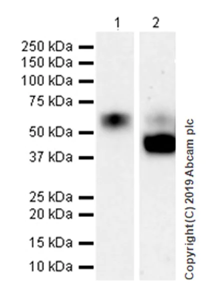Western blot - Anti-uPA Receptor/U-PAR antibody [EPR22814-273] (AB255815)