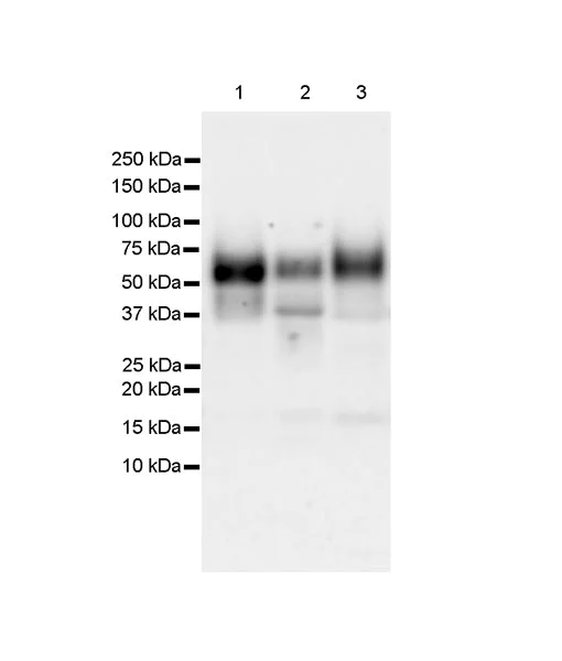 Western blot - Anti-uPA Receptor/U-PAR antibody [EPR26916-73] - BSA and Azide free (AB307896)