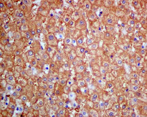 Immunohistochemistry (Formalin/PFA-fixed paraffin-embedded sections) - Anti-UPB1 antibody [EPR9132] (AB157195)