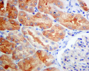 Immunohistochemistry (Formalin/PFA-fixed paraffin-embedded sections) - Anti-UPB1 antibody [EPR9132] (AB157195)