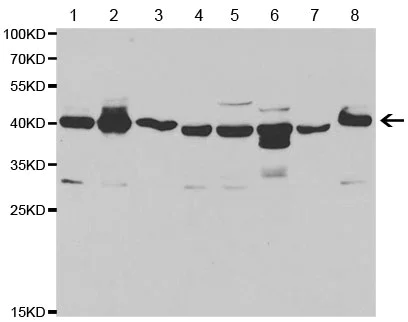 Western blot - Anti-UPD antibody (AB196562)