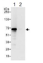 Immunoprecipitation - Anti-UPF3B/RENT3B antibody (AB134566)