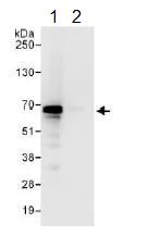 Immunoprecipitation - Anti-UPF3B/RENT3B antibody (AB134566)
