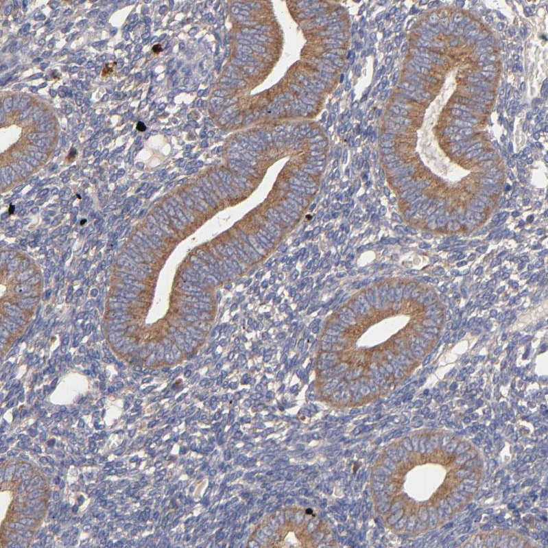 Immunohistochemistry (Formalin/PFA-fixed paraffin-embedded sections) - Anti-UPF3B/RENT3B antibody (AB251661)