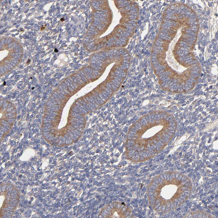 Immunohistochemistry (Formalin/PFA-fixed paraffin-embedded sections) - Anti-UPF3B/RENT3B antibody (AB251661)