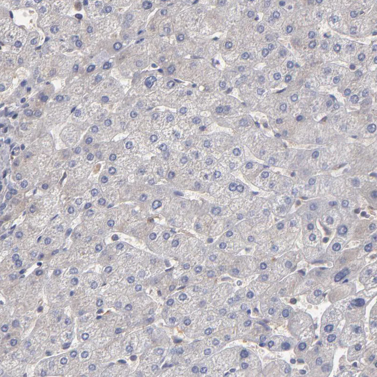 Immunohistochemistry (Formalin/PFA-fixed paraffin-embedded sections) - Anti-UPF3B/RENT3B antibody (AB251661)