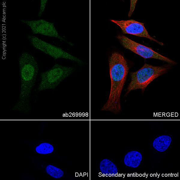 Immunocytochemistry/ Immunofluorescence - Anti-UPF3B/RENT3B + UPF3A antibody [EPR24112-81] - BSA and Azide free (AB288302), expandable thumbnail
