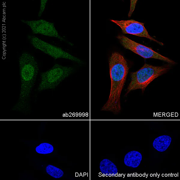 Immunocytochemistry/ Immunofluorescence - Anti-UPF3B/RENT3B + UPF3A antibody [EPR24112-81] - BSA and Azide free (AB288302)
