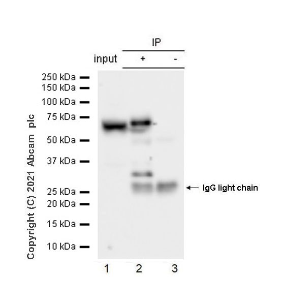 Immunoprecipitation - Anti-UPF3B/RENT3B + UPF3A antibody [EPR24112-81] - BSA and Azide free (AB288302), expandable thumbnail